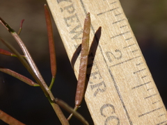 Planodes virginicum