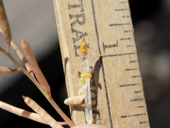 Planodes virginicum
