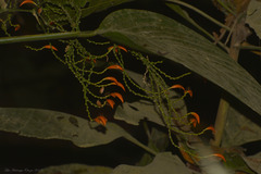 Stromanthe jacquinii