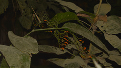 Stromanthe jacquinii