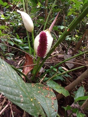 Anthurium formosum image