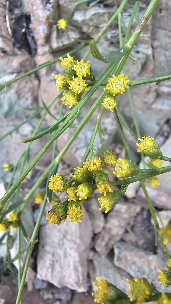 Kaschgaria brachanthemoides