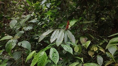 Renealmia cernua image