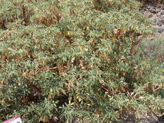 Bencomia exstipulata