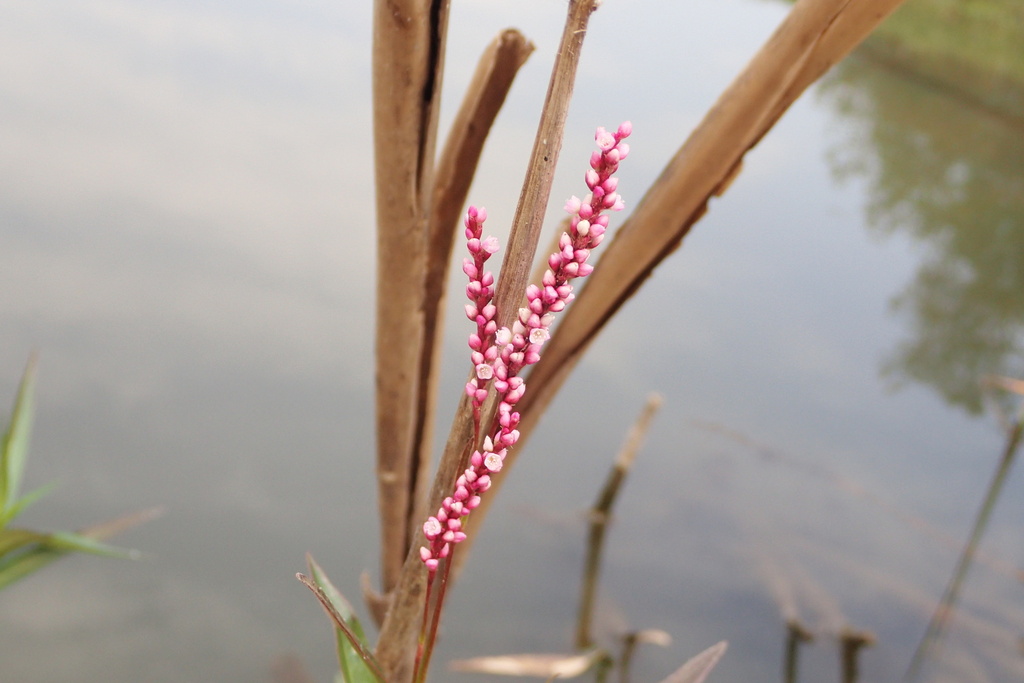 Slender Knotweed From Bojanala Platinum District Municipality South