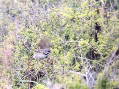 Artemisiospiza belli clementeae