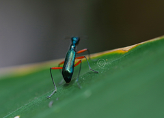 Neocollyris