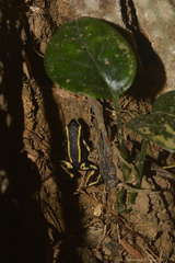 Dendrobates truncatus