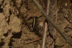 Dendrobates truncatus