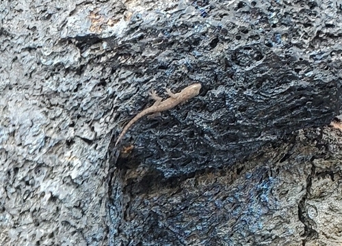Hemidactylus frenatus observed 2021-11-15