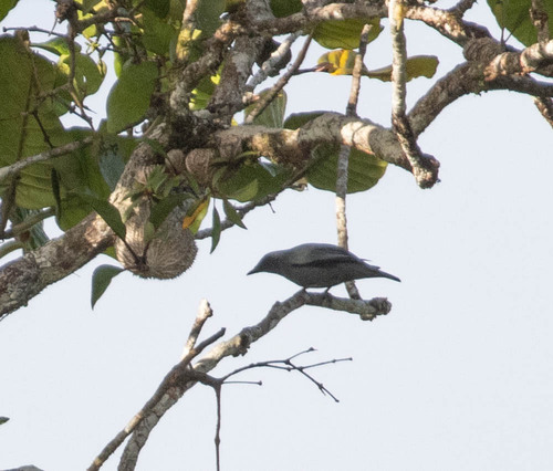 Grey-headed Cuckooshrike (Edolisoma schisticeps), photo 5