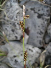 Carex richardsonii