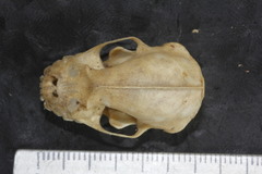 Artibeus lituratus palmarum