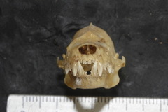 Artibeus lituratus palmarum