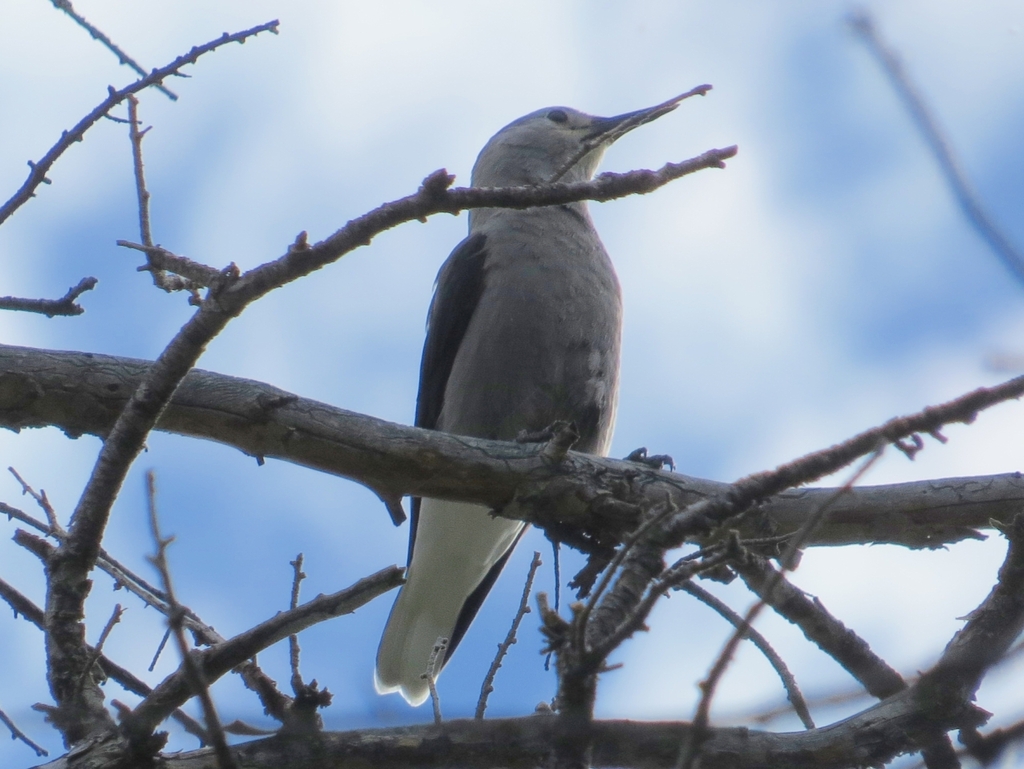 Clark's Nutcracker from El Paso County, CO, USA on September 3, 2023 at
