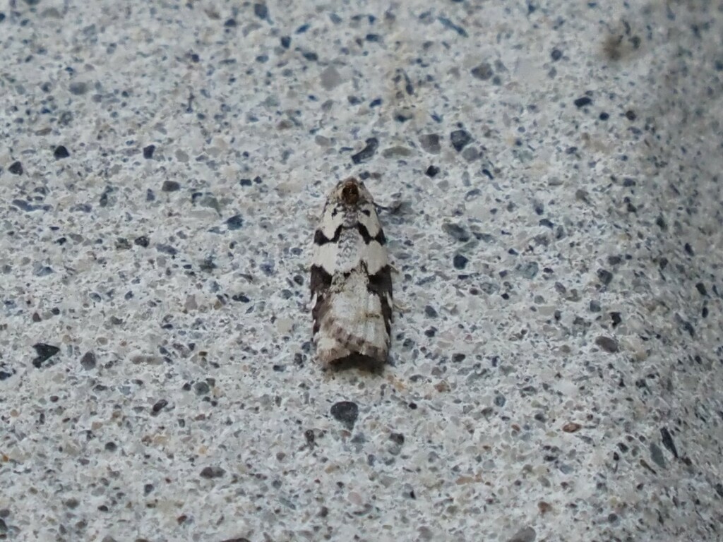 Western Black-headed Budworm