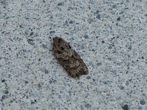 Western Black-headed Budworm photo 3
