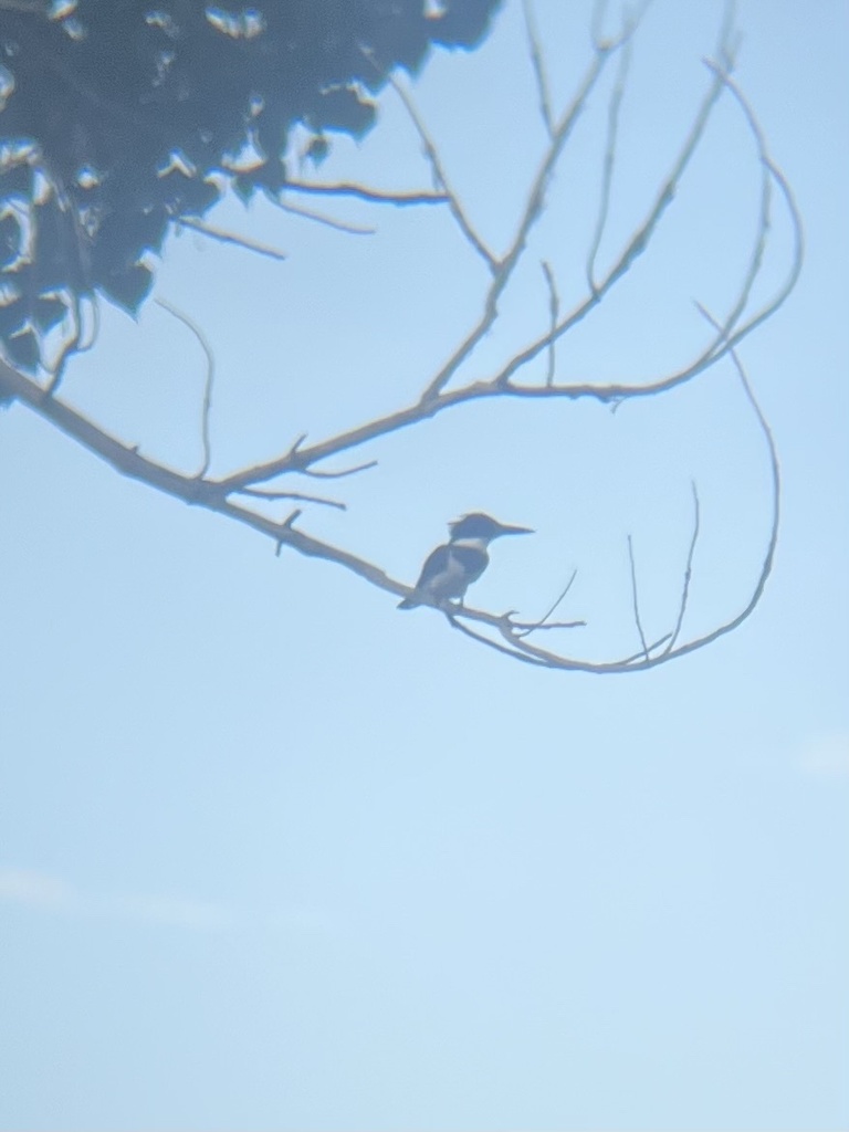 Belted Kingfisher from Chatfield State Park, Littleton, CO, US on September 2, 2023 at 0504 PM