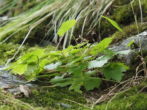 Image of Heuchera glabra by (c) Matt Muir, some rights reserved (CC BY)
