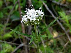 Valeriana uliginosa
