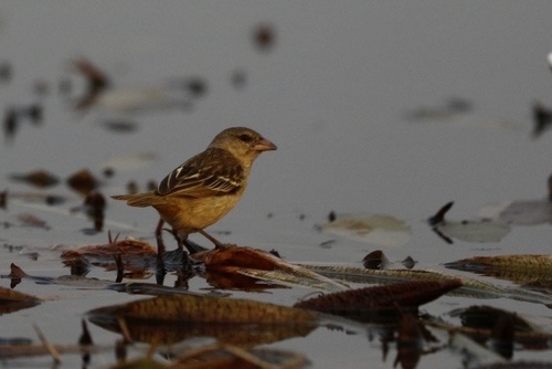 iNaturalist image