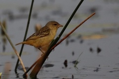 Katanga Masked-Weaver photo 2