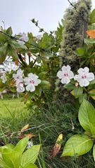 Impatiens sodenii image