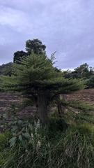 Escallonia myrtilloides image