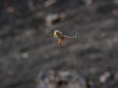 Araneus annulipes