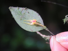Lepanthes acuminata