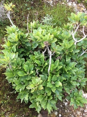 Munzothamnus blairii