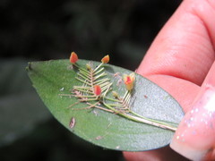 Lepanthes scopula