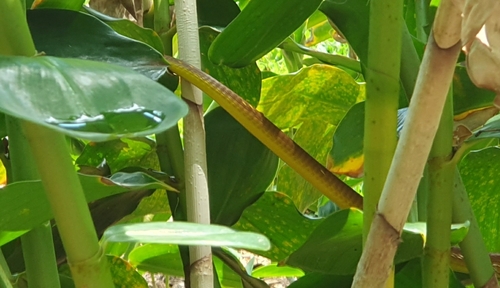 Common Tree Snake sighting