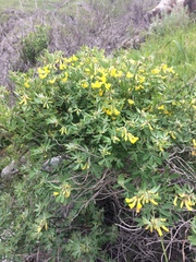 Acmispon dendroideus traskiae