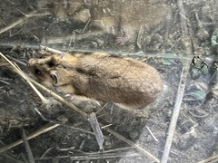 Romanian Hamster photo 3