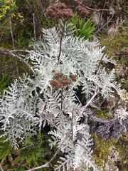 Constancea nevinii