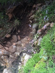 Triteleia clementina