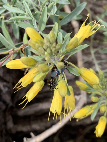 iNaturalist observation photo of Harlequin Bug