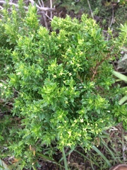 Galium catalinense acrispum