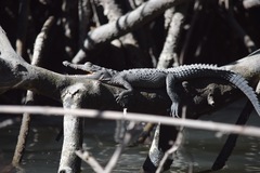 Crocodylus acutus