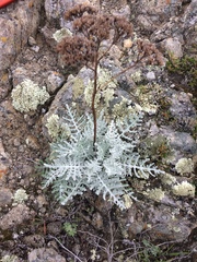 Constancea nevinii