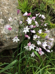 Triteleia clementina