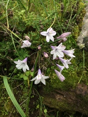 Triteleia clementina
