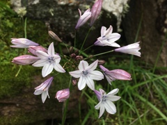 Triteleia clementina