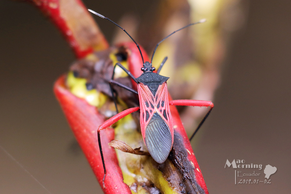 Leptoscelis excellens