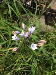 Triteleia clementina