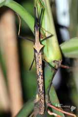 Pseudophasma bispinosum