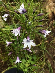 Triteleia clementina