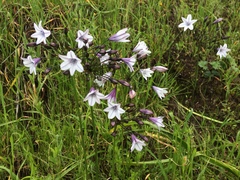 Triteleia clementina