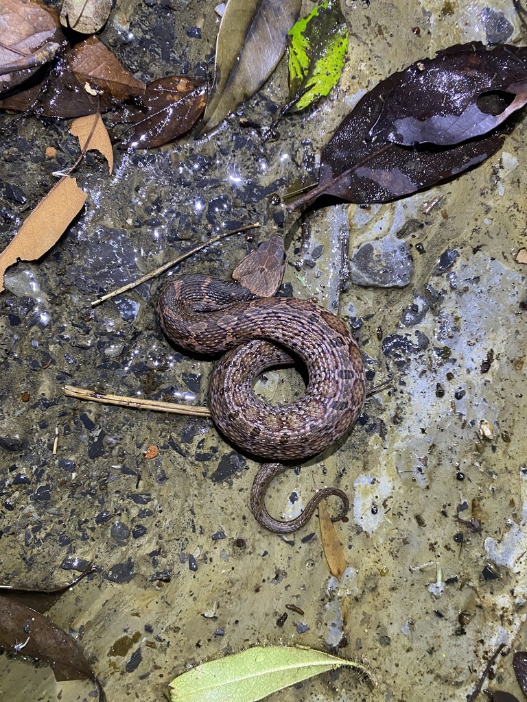 False Habu in July 2023 by ong-siau-kun · iNaturalist